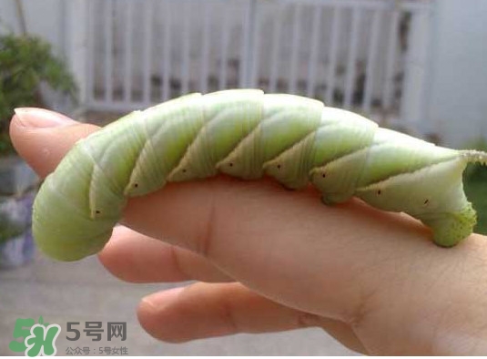 豆丹是什么？豆丹多少錢(qián)一斤？