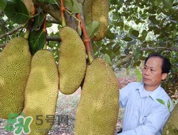 木菠蘿怎樣才算熟？木菠蘿怎么切？