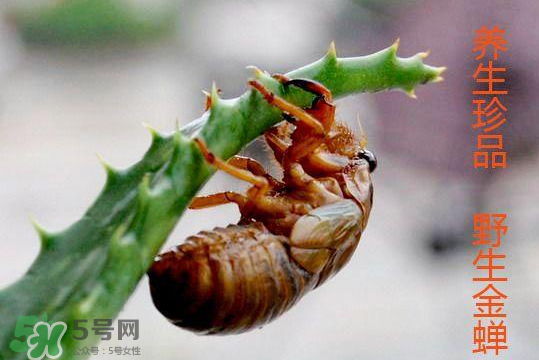 知了吃什么？知了吃什么食物？