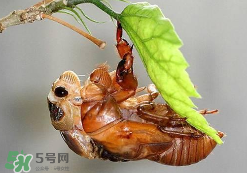 知了猴可以人工養(yǎng)殖嗎？知了猴怎么養(yǎng)殖？
