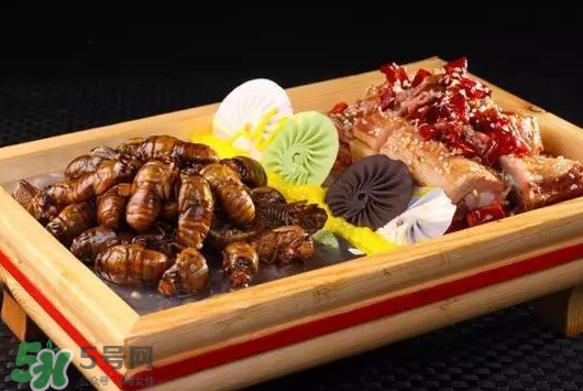 活金蟬怎么保存？活金蟬怎么保存時(shí)間長(zhǎng)？
