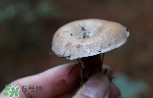 重陽菌什么時候有？重陽菌不能與什么食物一起吃