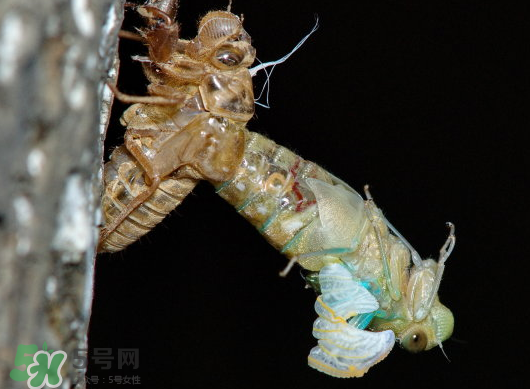 金蟬什么時(shí)候出來(lái)？金蟬什么時(shí)候出土？