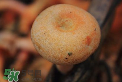 重陽菌可以種植嗎？重陽菌為什么不能人工種植？