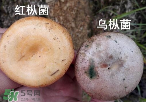 怎樣鑒別重陽(yáng)菌是否有毒？重陽(yáng)菌是發(fā)物嗎