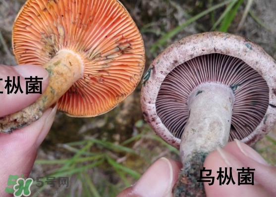 樅樹菌怎樣保存至冬季？樅樹菌能和榨菜一起吃嗎