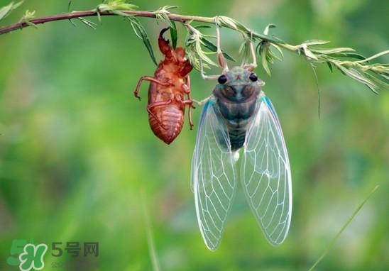 金蟬什么時(shí)候出來(lái)？金蟬什么時(shí)候出土？