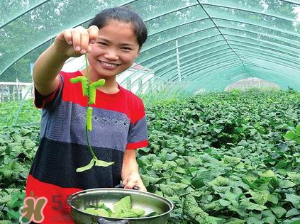 豆丹是什么？豆丹多少錢(qián)一斤？