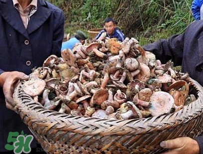 重陽菌孕婦可以吃嗎？重陽菌怎樣保存才新鮮