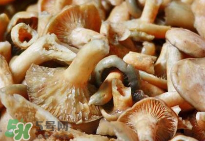 怎樣鑒別重陽(yáng)菌是否有毒？重陽(yáng)菌是發(fā)物嗎