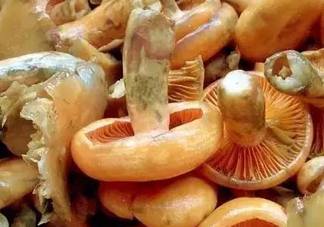 樅樹菌不能與什么同食？樅樹菌不能和什么一起吃