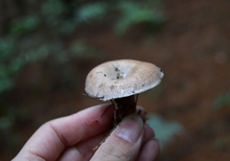 重陽菌什么時候有？重陽菌不能與什么食物一起吃