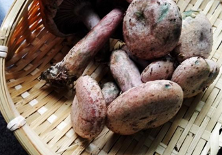 重陽菌怎么做好吃？吃重陽菌有什么好處