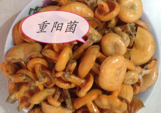 重陽菌多少錢一斤？重陽菌怎么清洗