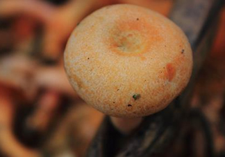 重陽菌可以種植嗎？重陽菌為什么不能人工種植？