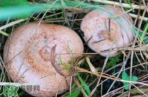 重陽(yáng)菌怎么做好吃？吃重陽(yáng)菌有什么好處