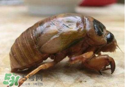 幼蟬猴多少錢一斤？幼蟬猴幾月份有
