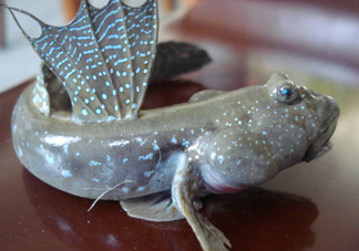 彈涂魚是兩棲動物嗎？彈涂魚營養(yǎng)價值有哪些