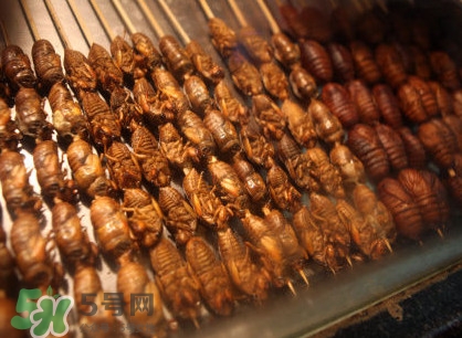 蟬蛹吃什么部位？蟬蛹都有哪些營養(yǎng)價值