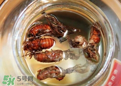 知了猴可以泡酒嗎？金蟬可以泡酒嗎？