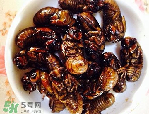 知了猴可以泡酒嗎？金蟬可以泡酒嗎？