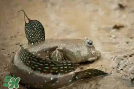 彈涂魚能吃嗎？彈涂魚怎么抓