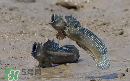 彈涂魚多少錢一斤？彈涂魚有毒嗎