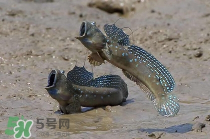跳跳魚是什么魚？跳跳魚是不是泥鰍