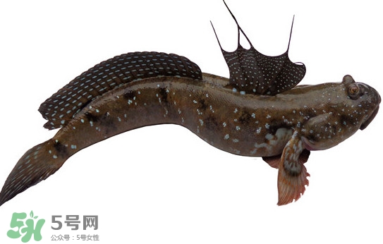 跳跳魚多少錢一斤？跳跳魚是淡水魚嗎？