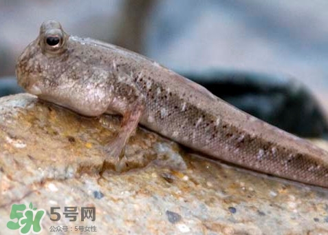 跳跳魚怎么做好吃？跳跳魚的最好吃做法