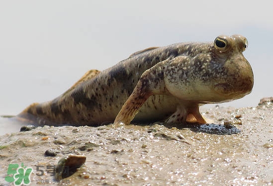 跳跳魚是什么魚？跳跳魚是不是泥鰍