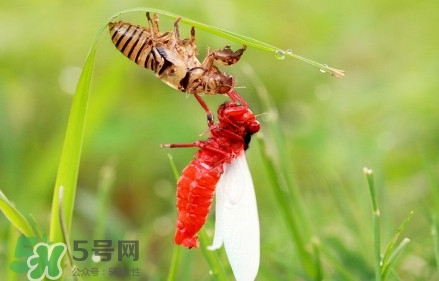 蟬蛹能吃嗎？蟬蛹怎么做好吃