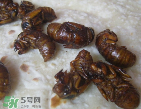 蟬蛹可以保存多長(zhǎng)時(shí)間？蟬蛹冰凍起來(lái)能保存多久
