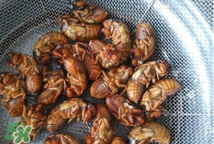 蟬蛹怎么處理？蟬蛹怎么保存