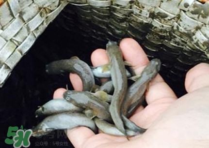 跳跳魚刺多嗎？跳跳魚小孩可以吃嗎