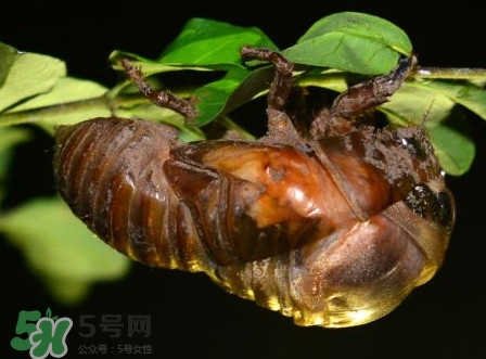 水煮蟬蛹怎么做？蟬蛹煮多久可以熟？