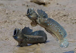 跳跳魚是什么魚？跳跳魚是不是泥鰍