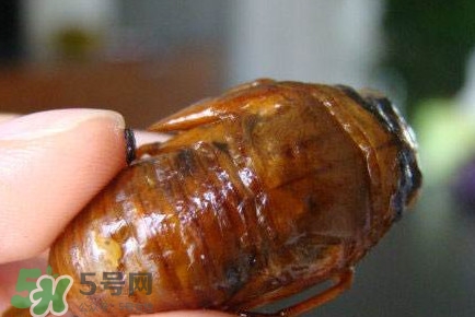 幼蟬猴怎么抓？幼蟬猴什么時(shí)候抓最好