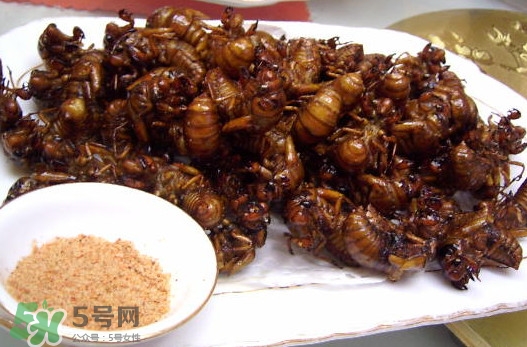 蟬蛹里面黑色的能吃嗎？蟬蛹是怎么形成的