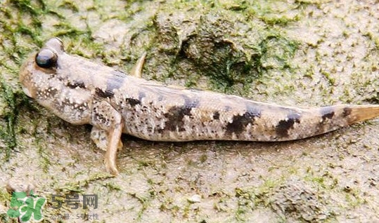 彈涂魚多少錢一斤？彈涂魚有毒嗎