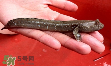 彈涂魚怎么吃？彈涂魚怎么燒好吃
