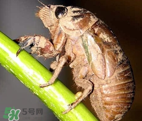 蟬蛹什么時(shí)候出來(lái)？蟬蛹什么時(shí)候最多