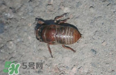 幼蟬猴怎么做好吃？幼蟬猴有什么營養(yǎng)價(jià)值