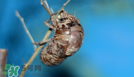 幼蟬猴怎么保存？幼蟬猴怎么清洗
