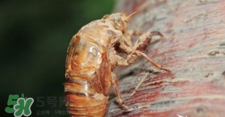 幼蟬猴孕婦可以吃嗎？孕婦吃幼蟬猴有什么好處