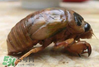 幼蟬猴怎么保存？幼蟬猴怎么清洗