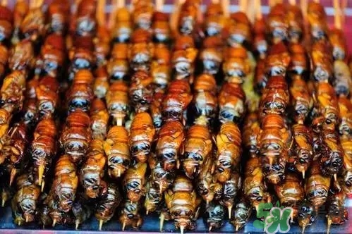 吃知了猴有什么好處？吃知了猴的好處與壞處