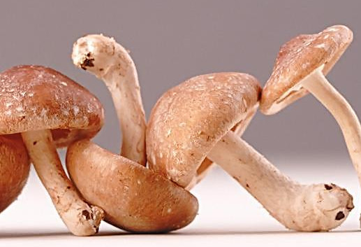 干香菇為什么比鮮香菇味道好？香菇為什么要曬干了再泡來吃