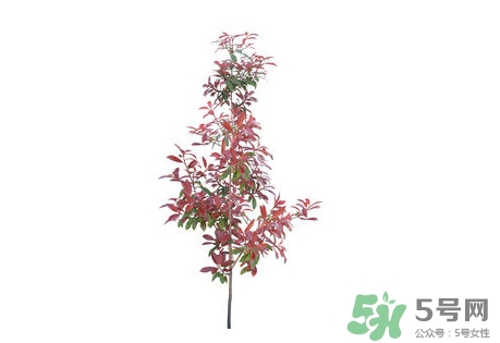 紫葉李什么時(shí)候開(kāi)花？紫葉李什么時(shí)候成熟