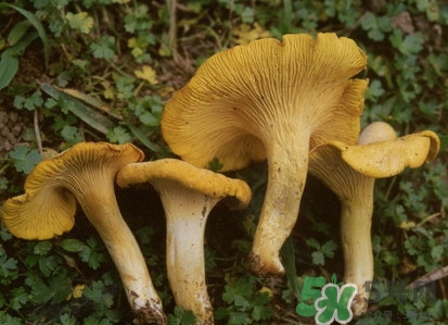 雞油菌多少錢一斤？雞油菌和雞樅菌有什么區(qū)別